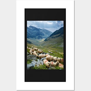 Sheep on the mountain Posters and Art